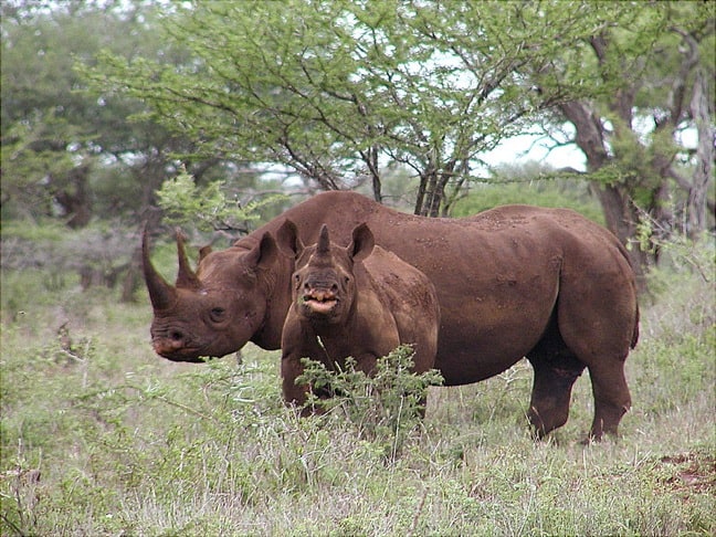Black Rhino With Calf