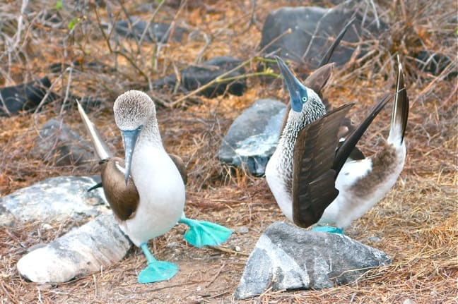 Blue Footed Booby dance with Sky Pointing on Espanola Island