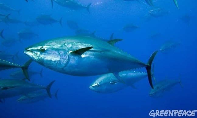 Southern Bluefin Tuna