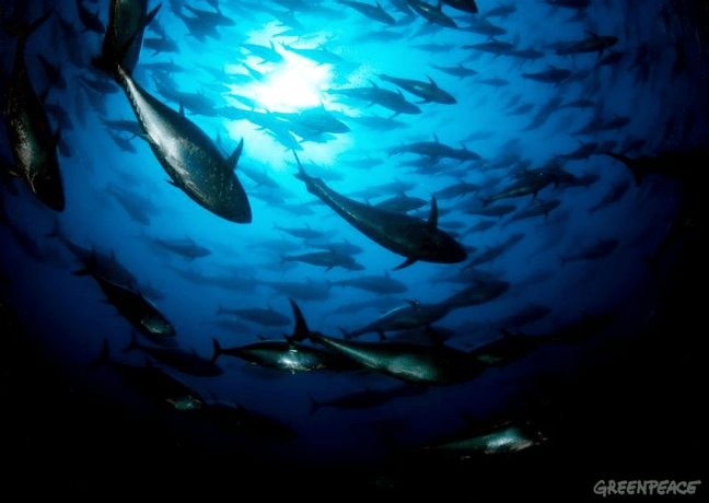 Southern Bluefin Tuna