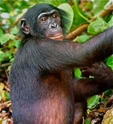 Bonobo in Democratic Republic of the Congo