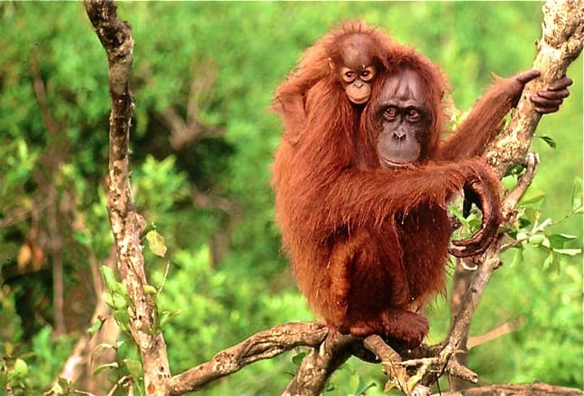 Bornean Orangutans photo via WWF
