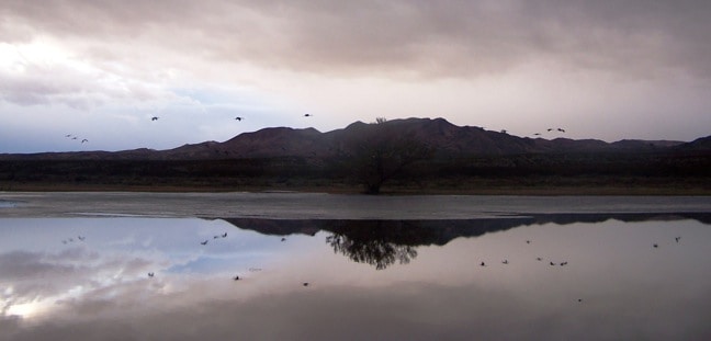 Bosque del Apache, New Mexico