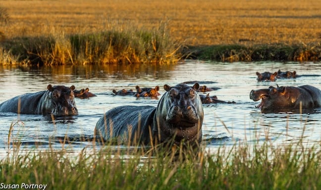 Hippos in Okavango Delta