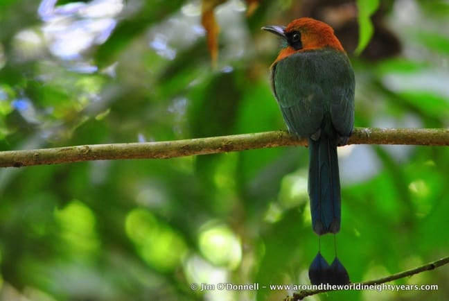 Birds of Costa Rica -Broad-billed Motmot at La Selva Biological Research Station