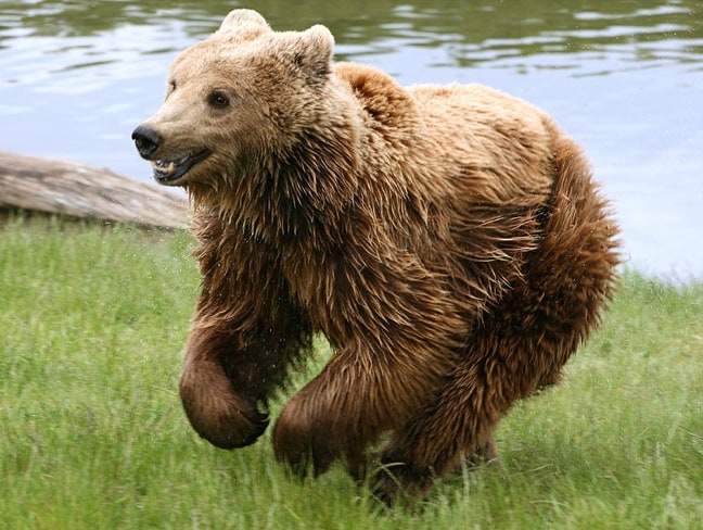 Cantabrian Brown Bear in Picos de Europa National Park, Spain