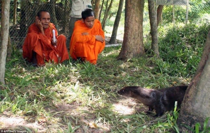 Buddhist monks blessing Dara, the hairy-nosed otter