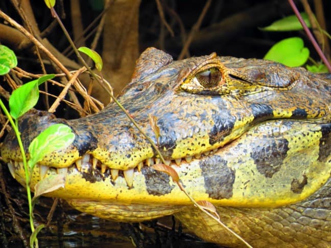 Caiman in the Bolivian Amazon