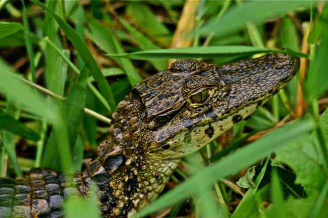 Reptiles in Costa Rica -Caiman in Tortuguero National Park, Costa Rica