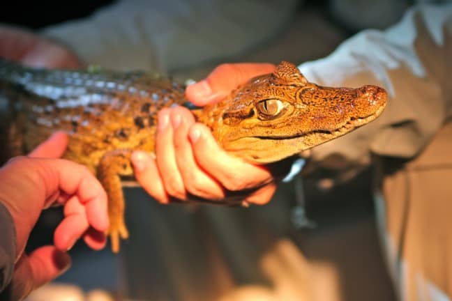 Baby Caiman in Amazon river