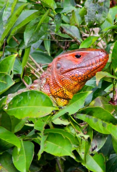 Caiman Lizard Amazon