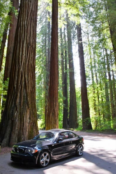 Driving in the Avenue of the Giants