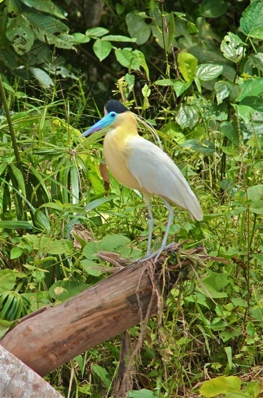 Capped Heron in the Peruvian Amazon - amazon forest birds