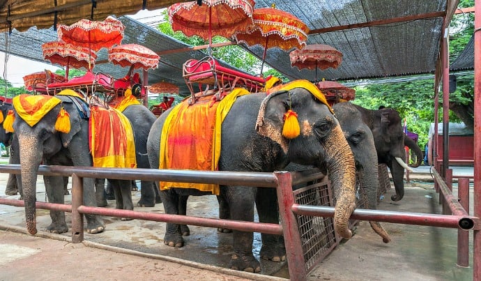 Animal Selfies -Captive elephants used for tours in Ayutthaya, Thailand