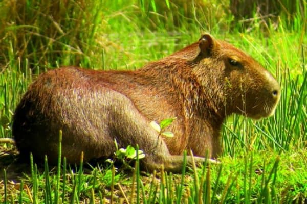 Capybara - the largest rodent in the world