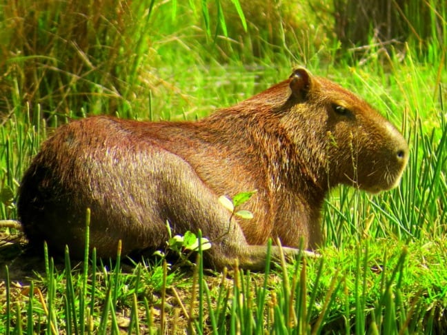 Capybara - the largest rodent in the world