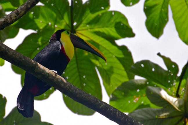 Chestnut Mandibled Toucan in Corcovado National Park, Costa Rica