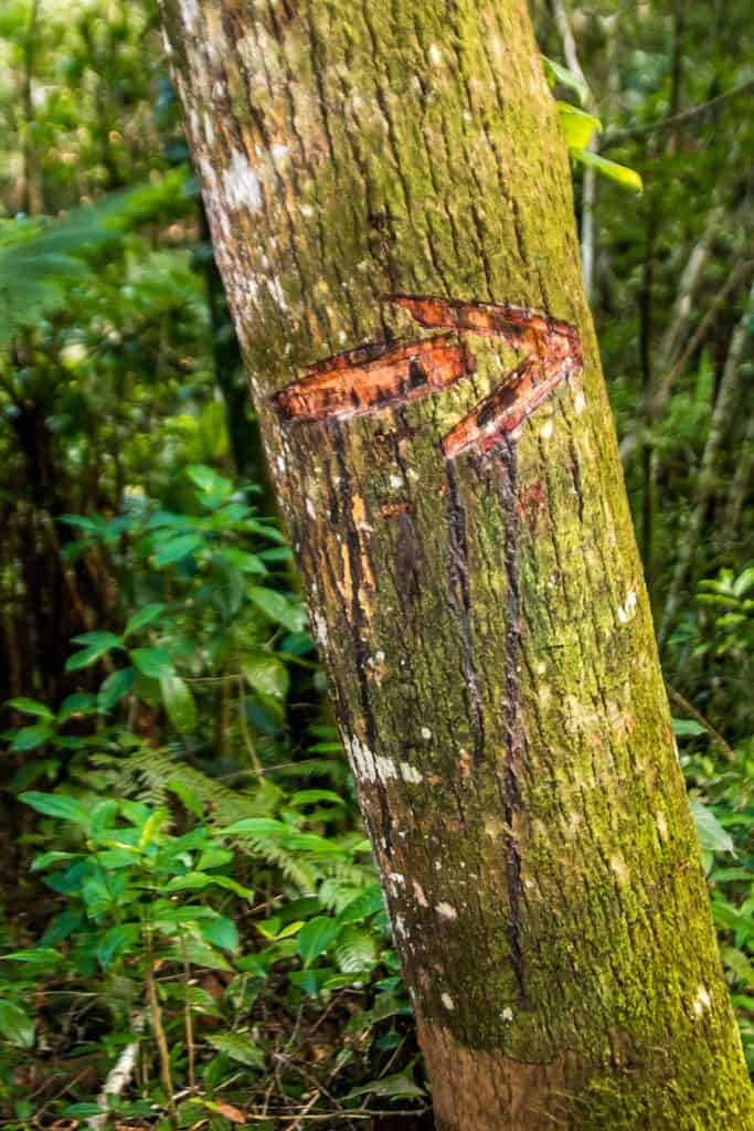 Chiclet_Tree_Cockscomb_Basin_Wildlife_Sanctuary_Belize