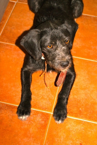 Chorchi the Dog at Casa Luisa