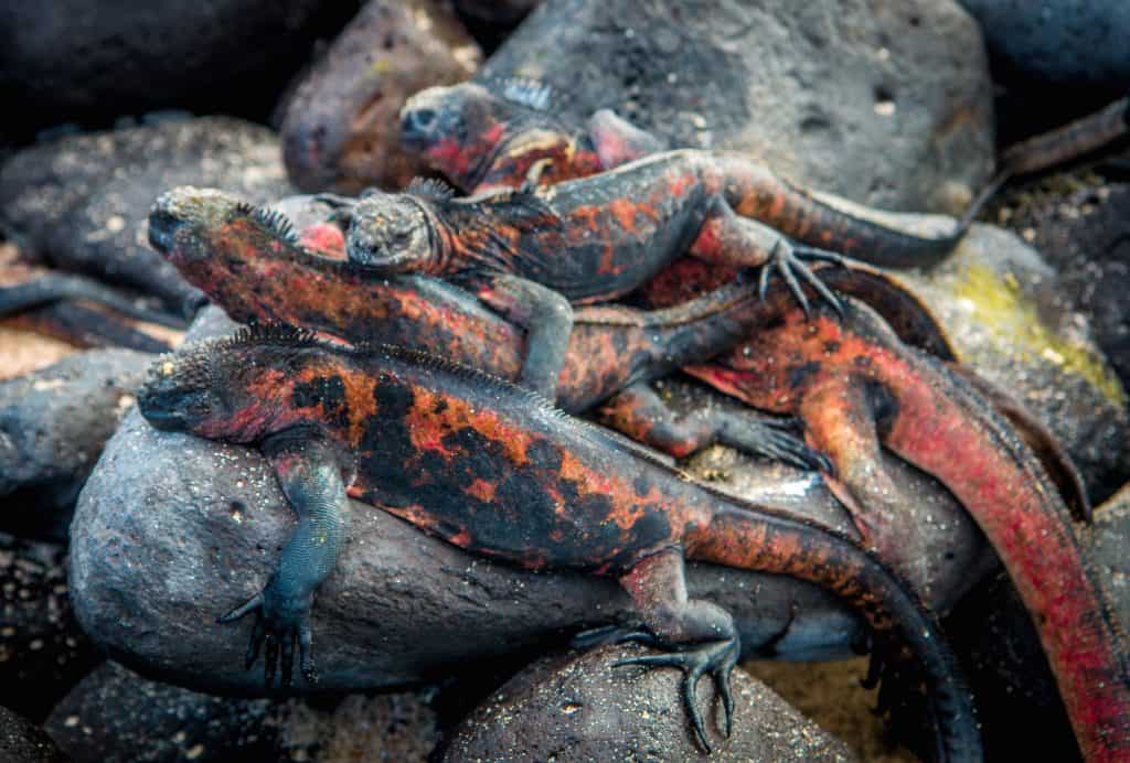 Galapagos Islands Animals: Christmas Iguanas