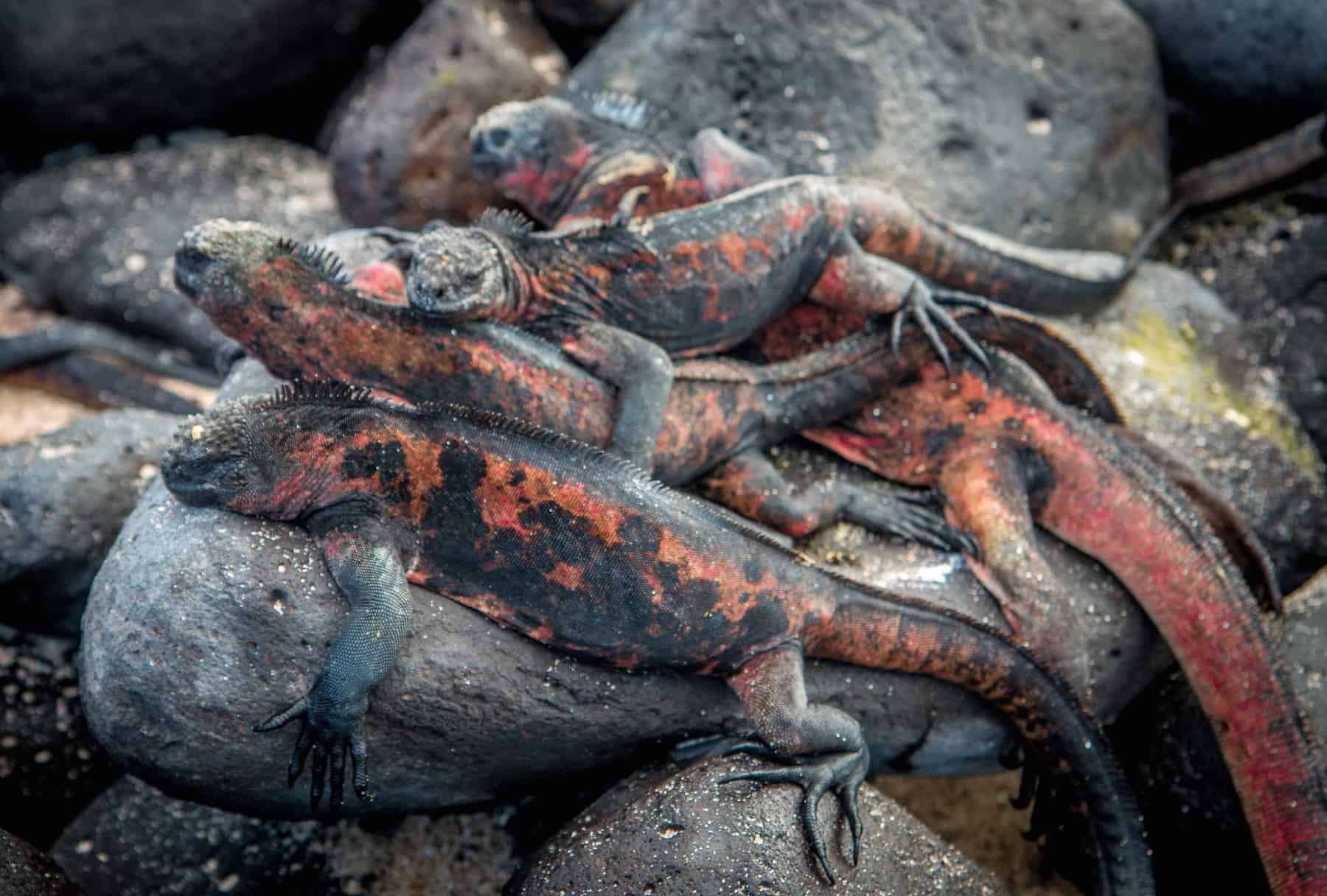 Christmas Iguanas on Española Island, Galapagos