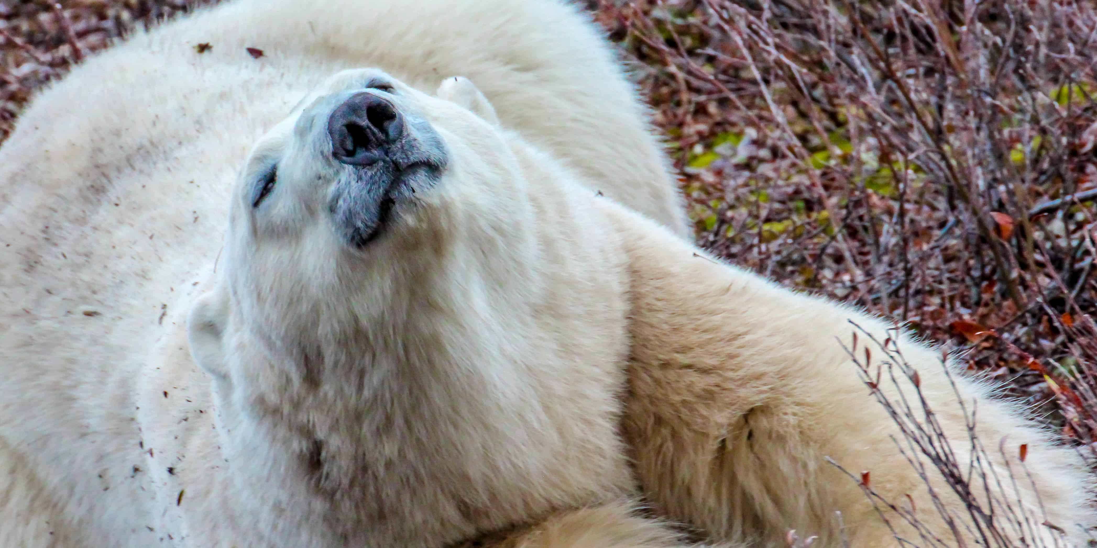 Deserts in Europe: Polar Bear in the Arctic Circle in Autumn