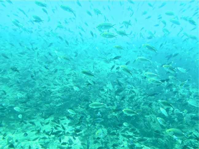 Scuba_Diving_Coiba_National_Park