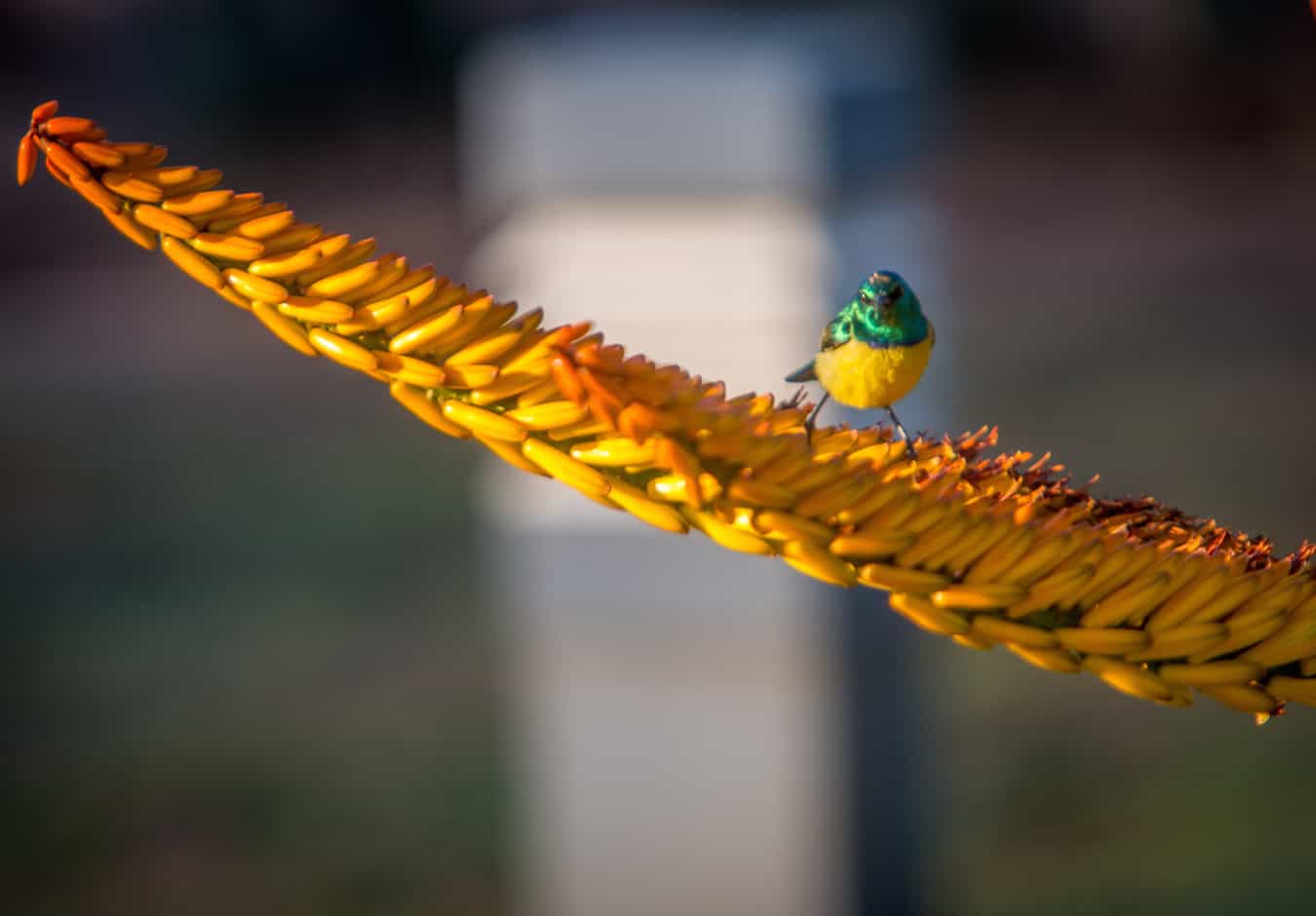 Collared Sunbird in Kruger National Park