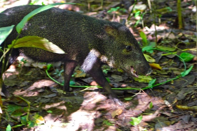 Mammals of Costa Rica -Collared Peccary in Corcovado National Park