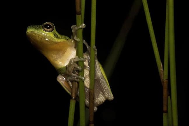 Cooloola Sedge Frog, Fraser Island, Australia