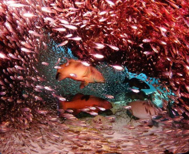 Coral Trout inside school of Cardinal Fish via Great Barrier Reef Marine Park