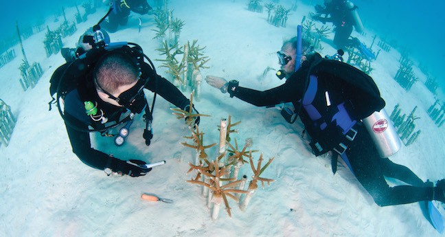 Coral_Restoration_Foundation_Nursery