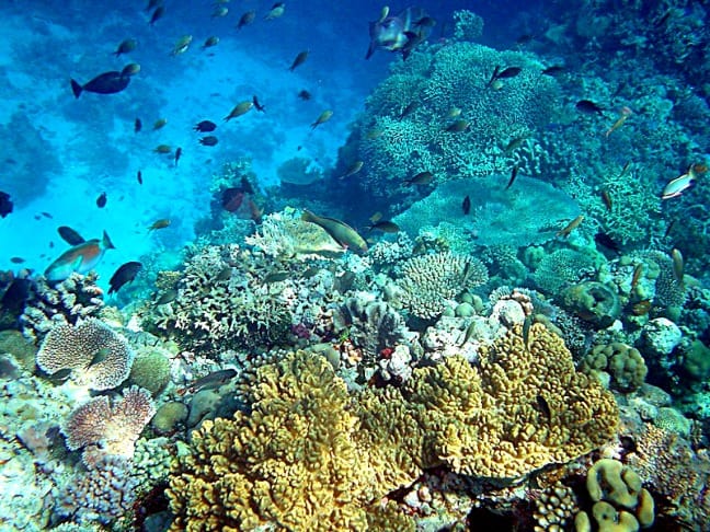 Coral_reefs_in_papua_new_guinea_Mila Zinkova_via_CC