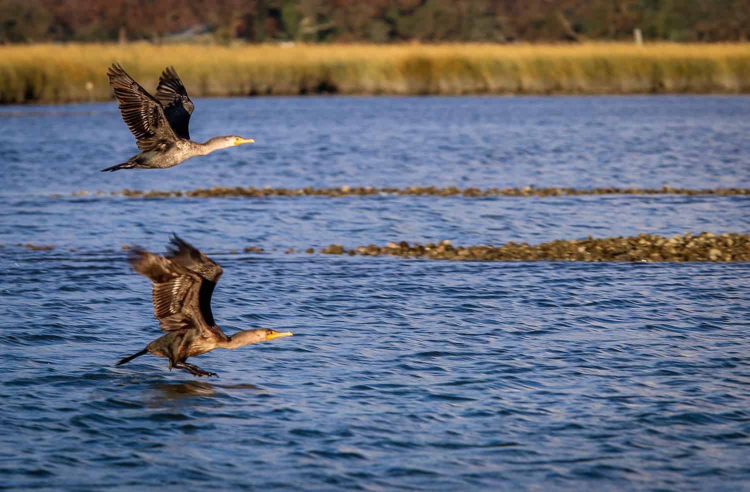 Cormorants in Lynnhaven River, Virginia