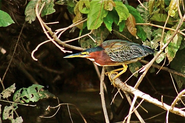 Costa Rican Birds -Black-Crowned Night Heron in Cano Negro