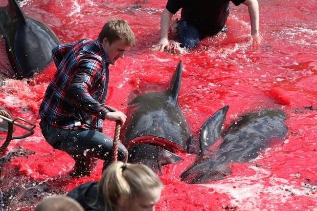 Faroe_Islands_Whale_Hunting