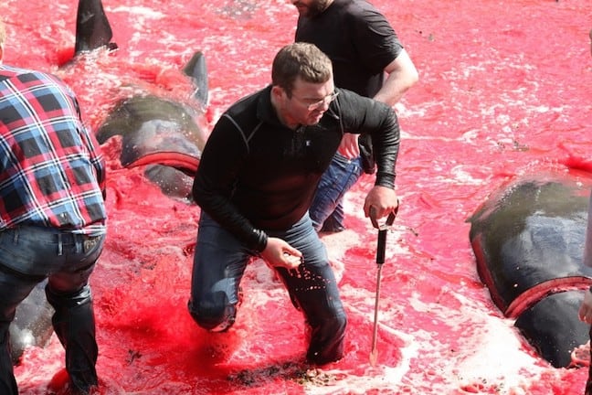 Faroe_Islands_Whale_Hunting