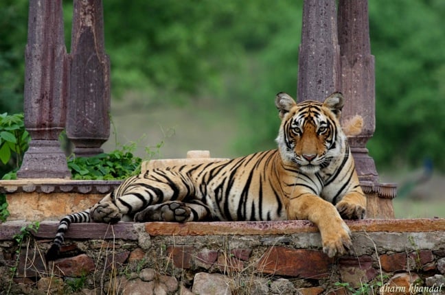 Ranthambore National Park: On the Trail of Tigers In India