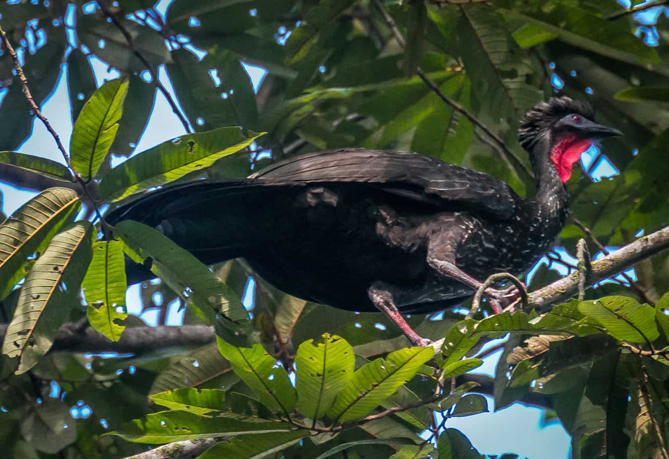 Crested Guan at Cockscomb Basin Wildlife Sanctuary, Belize