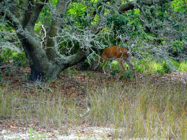 Deer in St. Andrews State Park, Panama City Beach