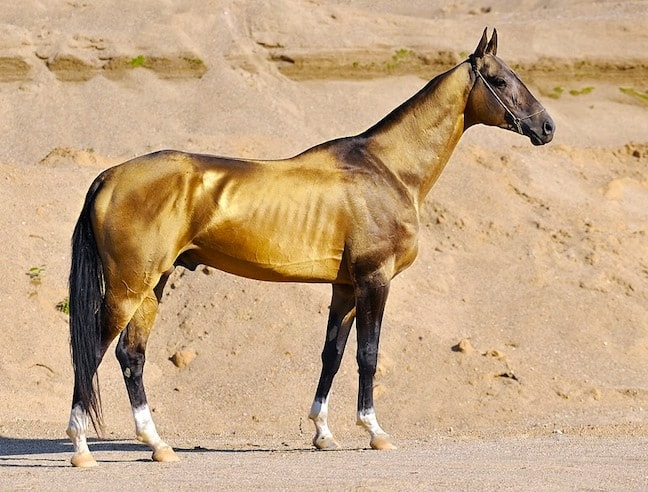 Akhal Teke Horse, by Artur Baboev via Creative Commons