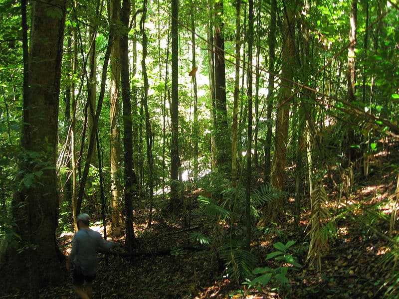 Daintree Rainforest with Bushwalker, Queensland 