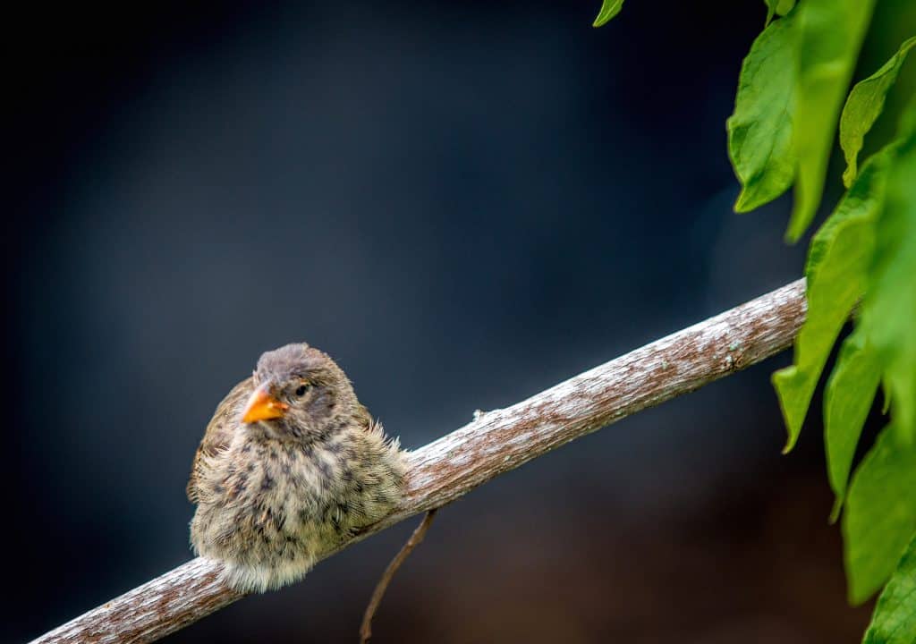 Galapagos Finch -Darwin's Finch