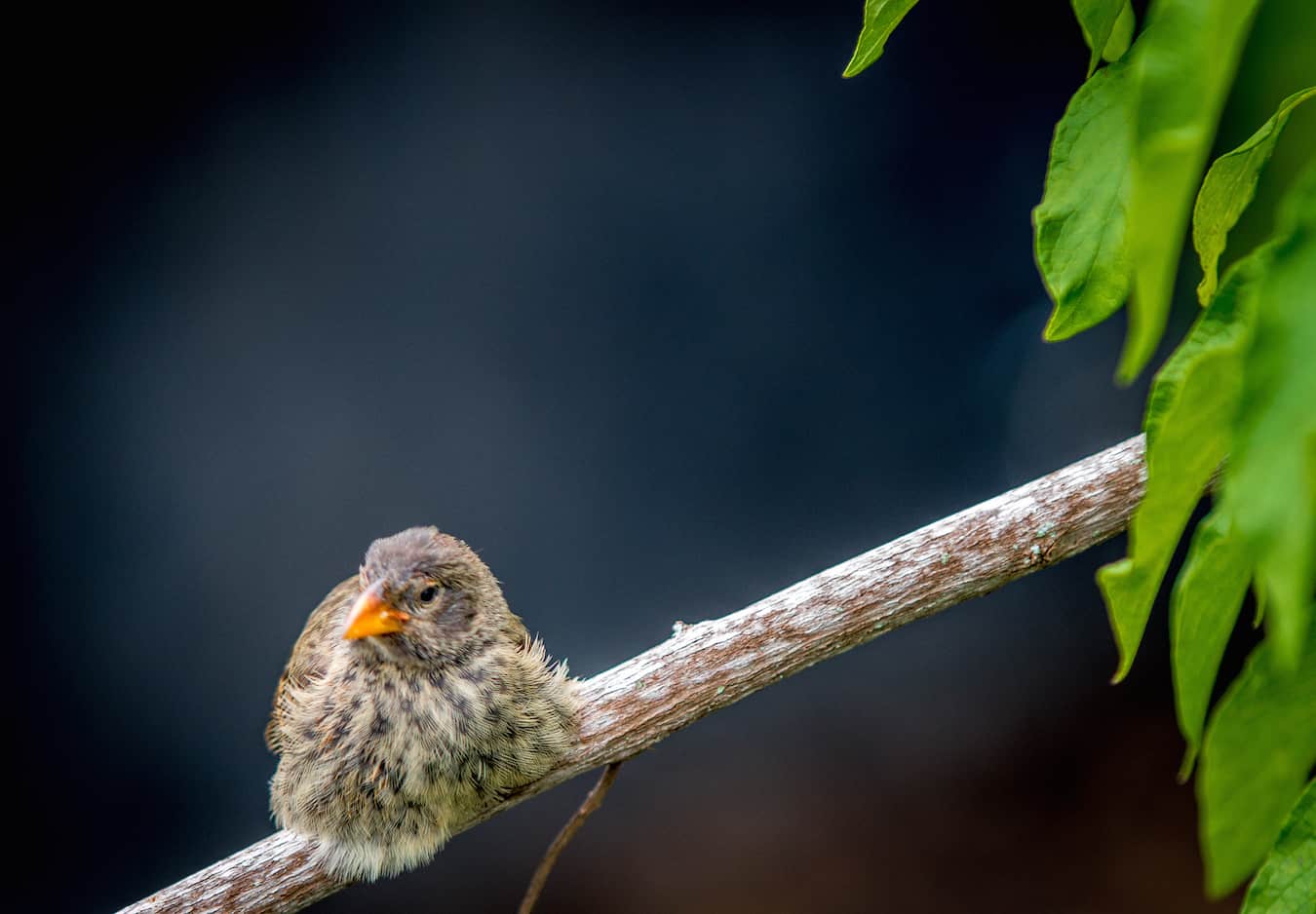 Medium Ground Finch, one of 14 species of Darwin's Finches