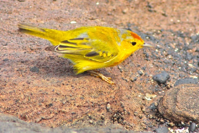 Darwin's Finch, Galapagos Islands