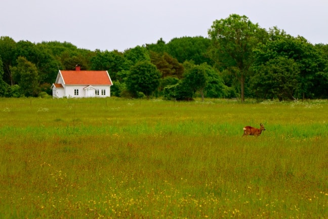 Deer in a Pasture on South Koster Island, Sweden