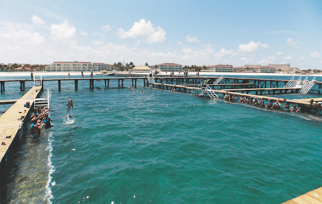 Dolphinarium: Captive Dolphin Show at the Moon Palace Resort