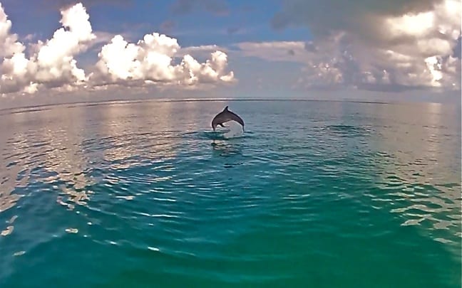 Wild Dolphin leaping in Cancun, Mexico