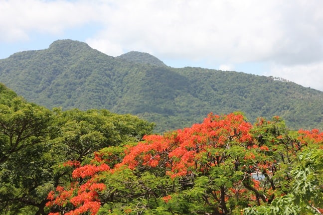 Dominica Mountains Viewed From Atop Fort Shirley, Dominica