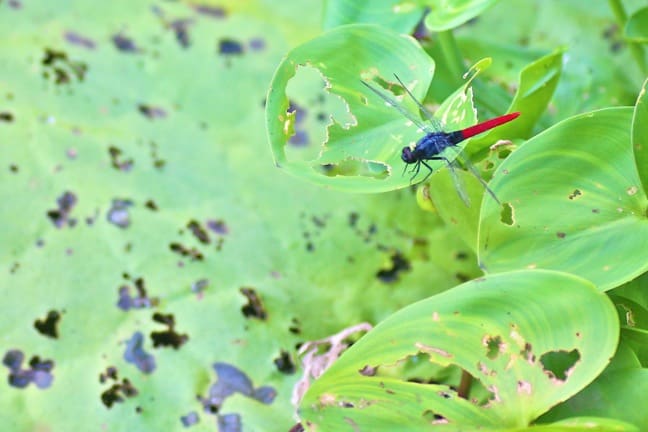 Dragonfly In Amazon River